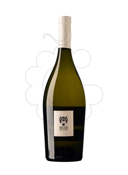 Photo Sicus Cartoixà white wine