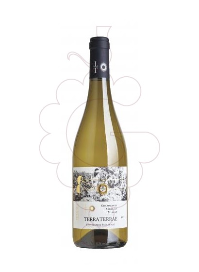 Photo White Terra Terrae white wine